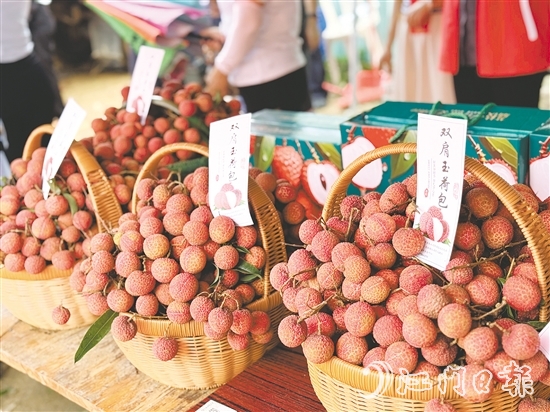 北陡鎮(zhèn)的雙肩玉荷包荔枝錯(cuò)峰上市。