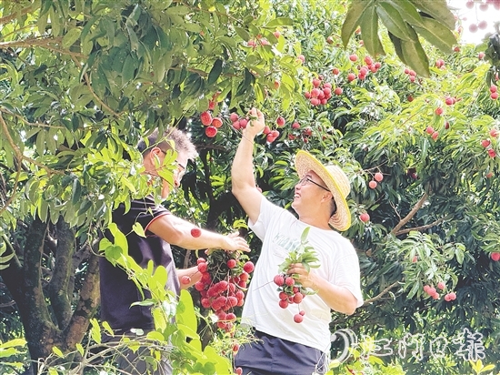 游客開心采摘荔枝，果園內(nèi)一片歡聲笑語(yǔ)。