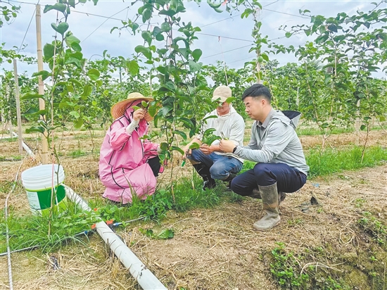 市政府辦公室創(chuàng)新引入“三方合作”機制，引進黃金百香果等系列農(nóng)產(chǎn)品種植項目。圖為駐鎮(zhèn)幫扶干部與種植戶在探討黃金百香果種植技術(shù)。