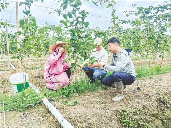 向成（右）與村民探討黃金百香果種植技術(shù)。