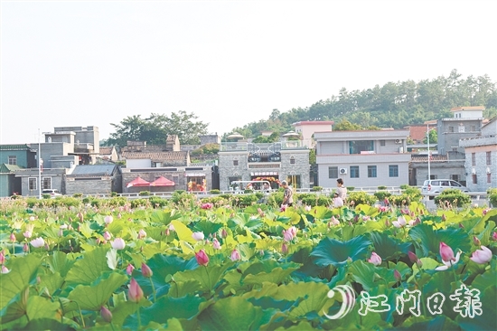 荷花嘉年華開幕以荷為紐帶，精心策劃多個(gè)特色環(huán)節(jié)，為游客帶來(lái)沉浸式體驗(yàn)。