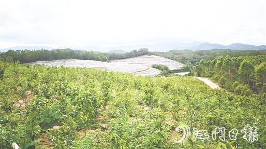 鶴城鎮(zhèn)坑尾村搶抓政策機(jī)遇，整合土地資源，成功引入廣東華南鶴香農(nóng)業(yè)發(fā)展有限公司投資約2億元，孵化沉香產(chǎn)業(yè)“一條鏈”。