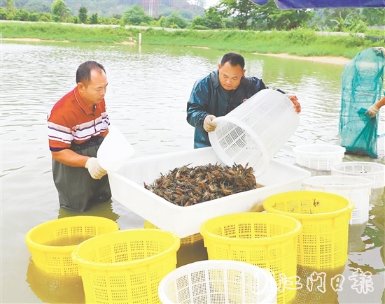 桃源蟠光村大力發(fā)展澳洲藍(lán)龍蝦養(yǎng)殖產(chǎn)業(yè)，村集體經(jīng)濟(jì)每年增收15萬(wàn)元。