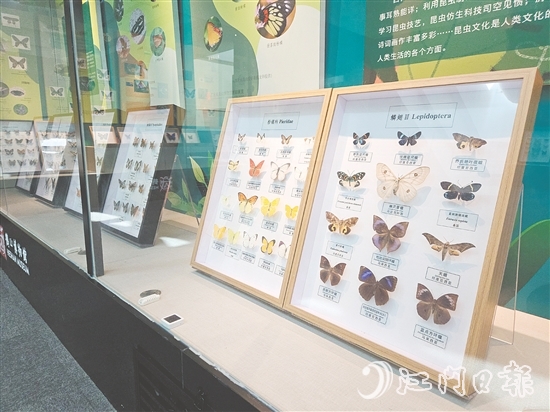 精美的昆蟲標(biāo)本引人注目。