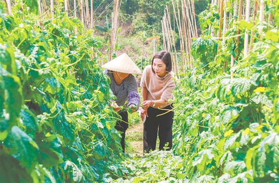 黃梅芳（右）深入田間，查看農(nóng)作物長勢。