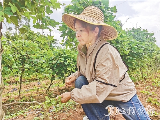 黃美茹在田間查看葛根生長(zhǎng)情況。