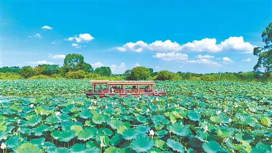 在江門古勞水鄉(xiāng)旅游區(qū)，乘船賞荷是暑假熱門項(xiàng)目之一。