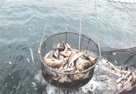 今年年初，“臺(tái)山1號(hào)”喜迎豐收季，首批鮸魚(yú)鮮美上市。