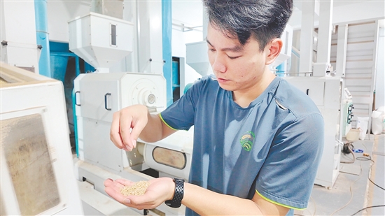 企業(yè)引入先進(jìn)設(shè)備加工生產(chǎn)大米。