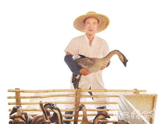 在廣東省華昌馬岡鵝有限公司的養(yǎng)殖基地，約1.8萬羽種鵝在標(biāo)準(zhǔn)化棚舍內(nèi)有序活動。