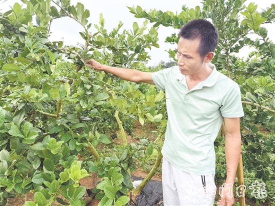 梁飛龍?jiān)谙闼畽幟史N植園里檢查果樹的生長(zhǎng)情況。