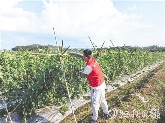 江門(mén)陽(yáng)光農(nóng)險(xiǎn)工作人員指導(dǎo)農(nóng)戶做好田間排水、加固農(nóng)業(yè)設(shè)施等準(zhǔn)備。