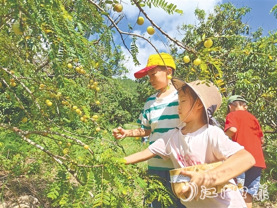 小朋友采摘甘油果，為制作果茶準(zhǔn)備原料。