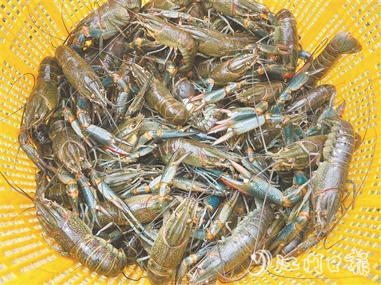 澳洲藍(lán)龍蝦肉質(zhì)緊實(shí)，生猛鮮美，屬于較高端的水產(chǎn)品。