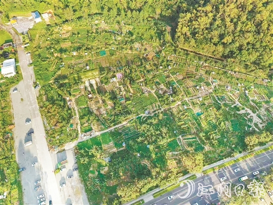 整改前：溫泉路西門(mén)花苑一帶閑置用地被附近居民“圈地”種菜，是蚊蟲(chóng)孳生高風(fēng)險(xiǎn)區(qū)。