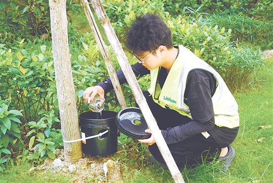 工作人員在益蚊擴(kuò)散站定期投放沃爾巴克菌雄蚊蛹。